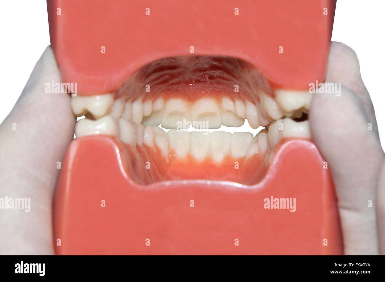 Soins dentaires l'hygiène orale : voir de l'intérieur de la bouche Banque D'Images