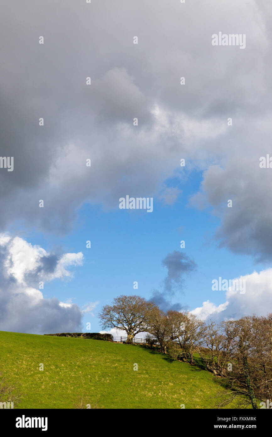 Le cep dans la Teign Valley,Parc National de Dartmoor, ferme, Agneaux, moutons, brebis, terres agricoles, champ, ram, arbre, blanc, d'ovins, des animaux de ferme Banque D'Images