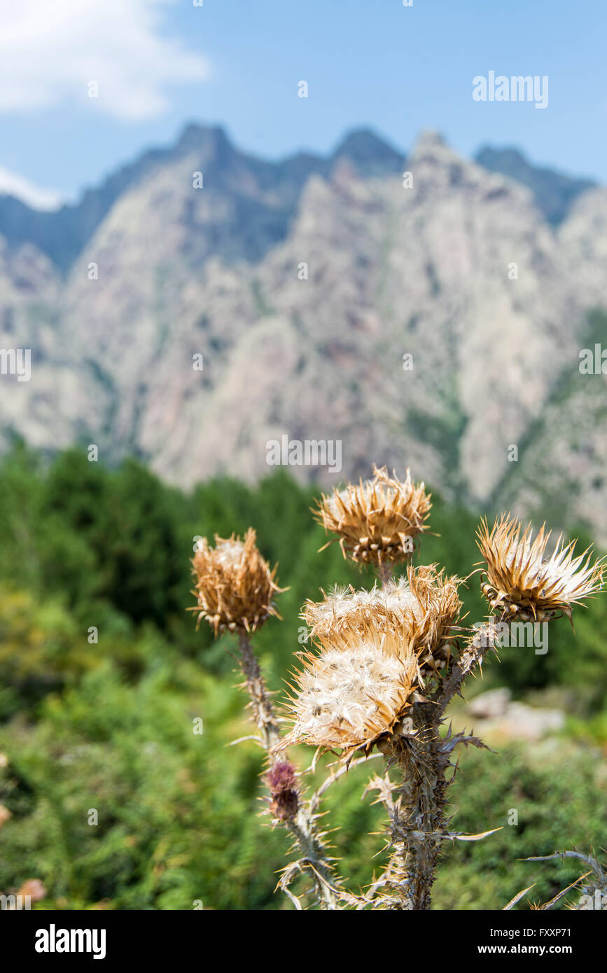 Les chardons sur les montagnes de la Corse, la France, au cours de l'été Banque D'Images