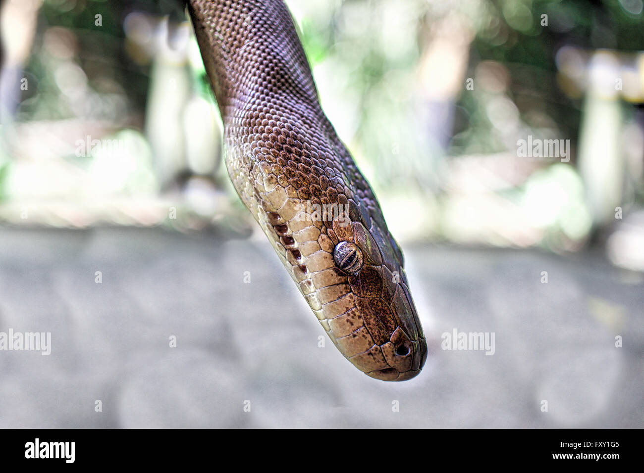 Un Python de l'eau (Liasis fuscus) Banque D'Images
