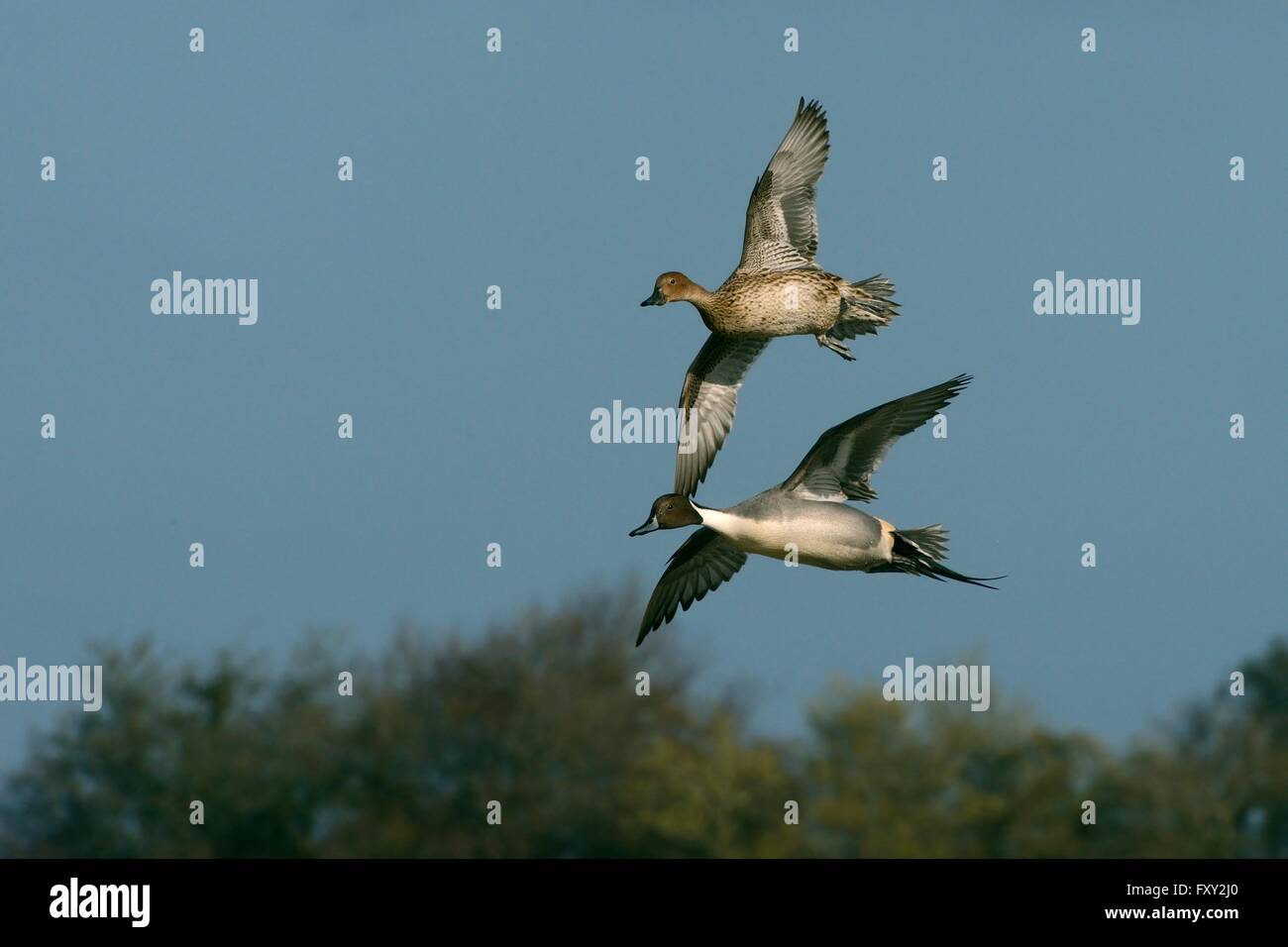 Paire de canards pilets (Anas acuta) tournant en vol, Gloucestershire, Royaume-Uni, mars. Banque D'Images