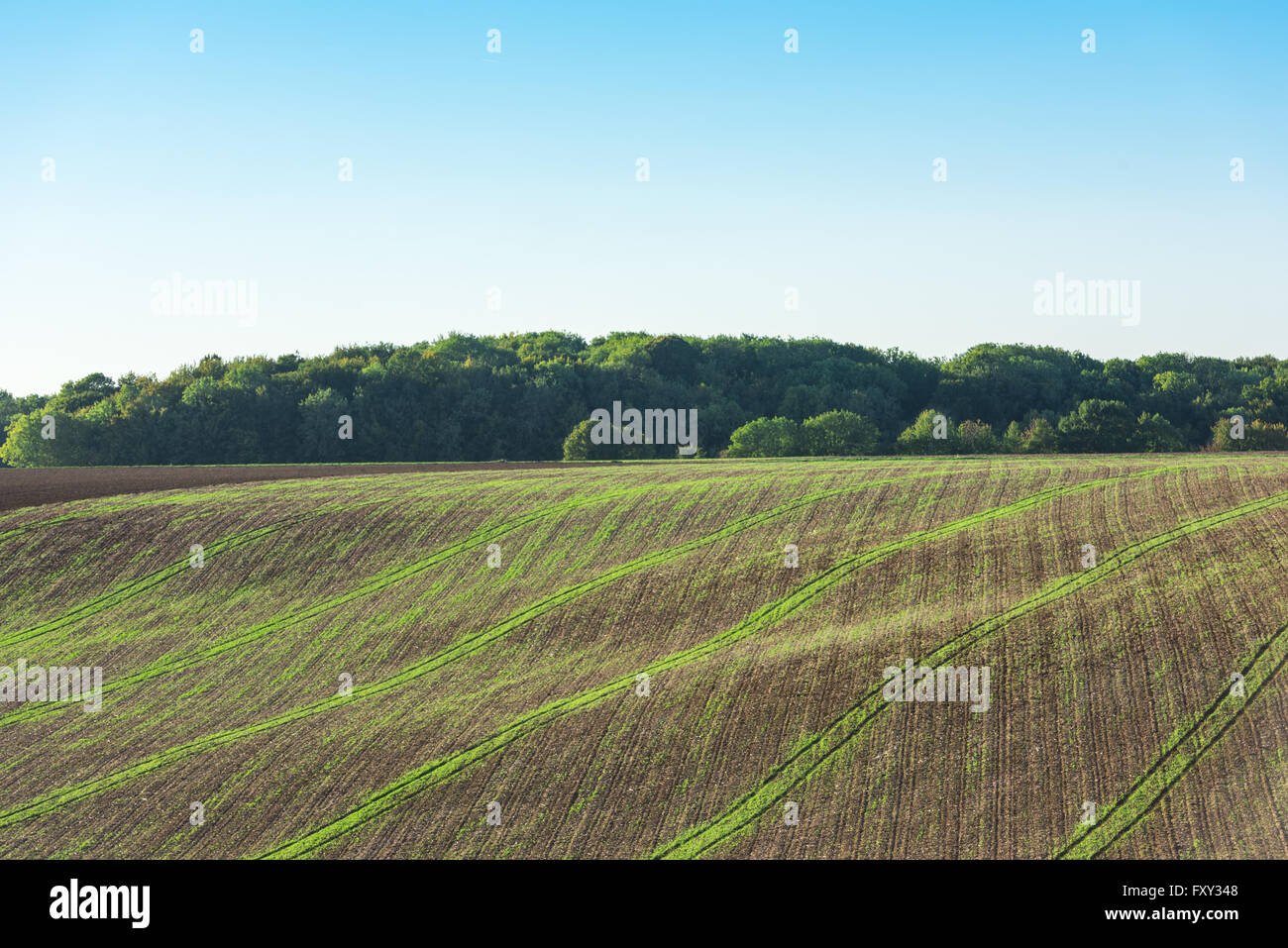 Domaine agricole sur une colline avec de jeunes pousses. Plan horizontal Banque D'Images