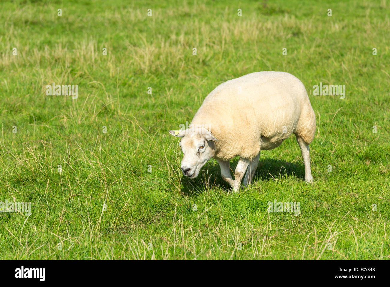 Un mouton blanc mange de l'herbe verte à la ferme Banque D'Images