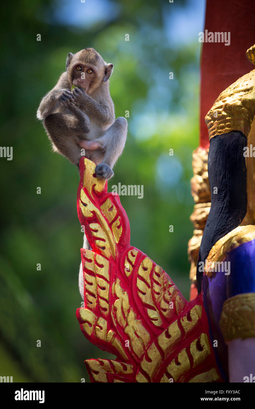 Un "manger du crabe des macaques (Macaca fascicularis) monkey en équilibre sur le haut d'une statue (province de Kompong Speu - Cambodge - Asie). Banque D'Images