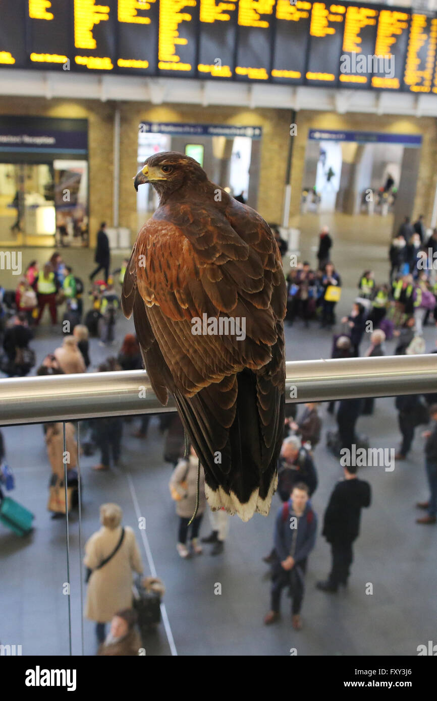 Harris hawk bird scarer dans le grand hall à Kings Cross station Euston Rd Kings Cross Londres Angleterre Royaume-uni GB EU Europe Banque D'Images