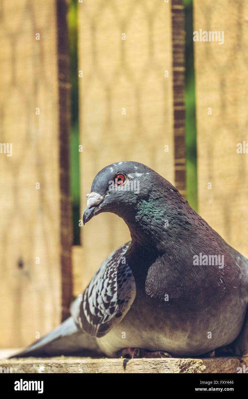 Portrait d'une femelle pigeon de pacifiques reposant dans le soleil à l'intérieur d'un coop en bois. Banque D'Images