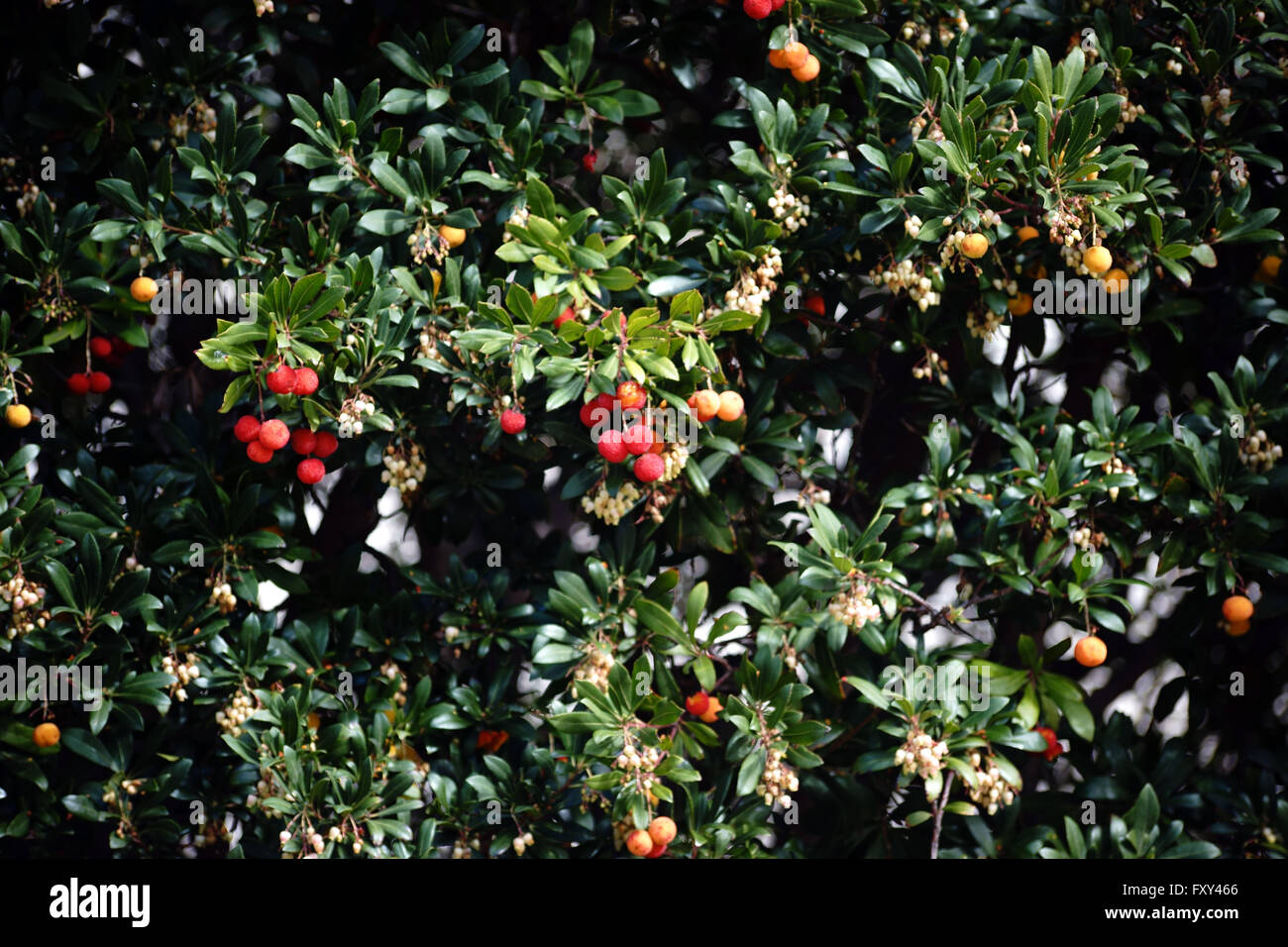 Fruits de rhododendrons Banque D'Images