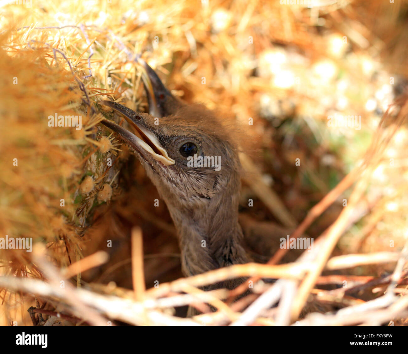 Récemment éclos oiseaux bébé assis dans un nid dans un cactus à Scottsdale, Arizona Banque D'Images