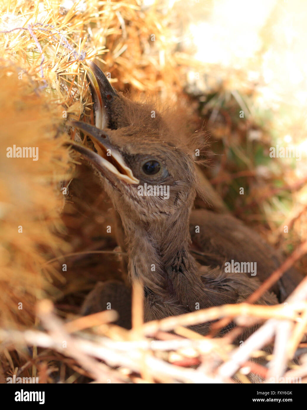 Récemment éclos oiseaux bébé assis dans un nid dans un cactus à Scottsdale, Arizona Banque D'Images