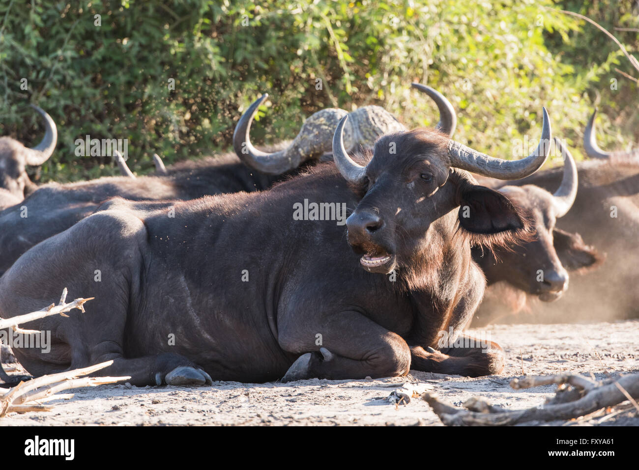 Buffle d'Afrique (Syncerus caffer) pose du groupe à l'ombre, Botswana, 2015 Banque D'Images