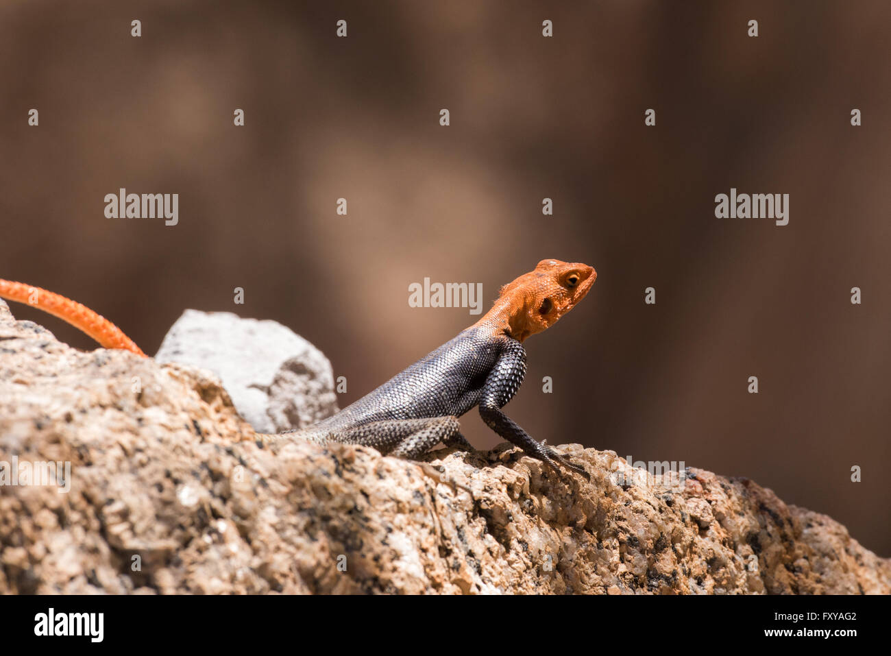 Agama agama Readhead africains (agama) portrait assis sur la roche Banque D'Images