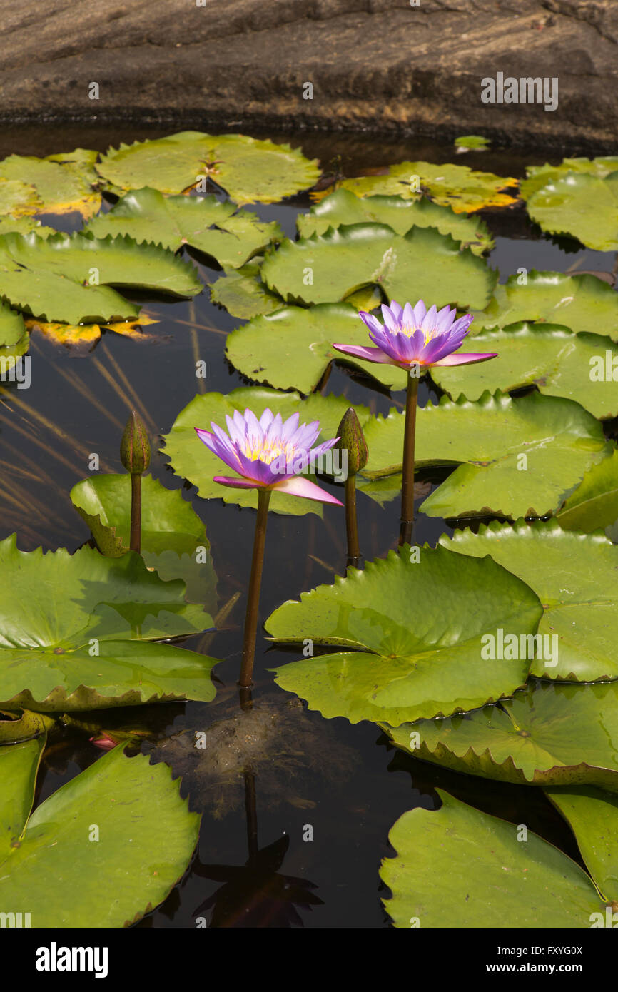 Sri Lanka, Kandy, Gadladeniya Pilimathalawa, Temple, des fleurs de lotus dans l'étang Banque D'Images