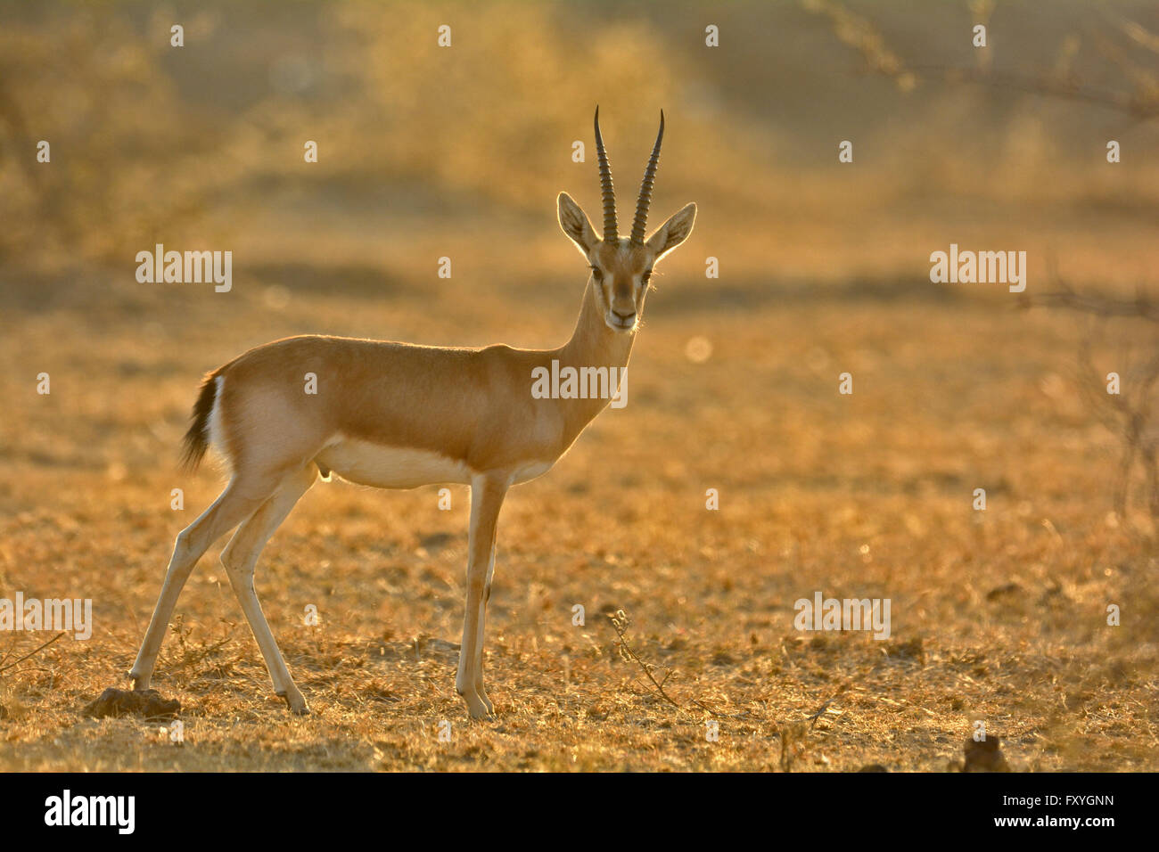 Gazelle indienne ou Chinkara (Gazella bennettii) dans les forêts de bush sec désert du Thar, Rajasthan, Inde Banque D'Images