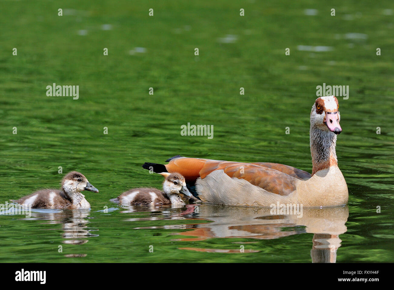 Egyptian goose (Alopochen aegyptiacus), des profils avec deux poussins sur un étang, Rhénanie du Nord-Westphalie, Allemagne Banque D'Images