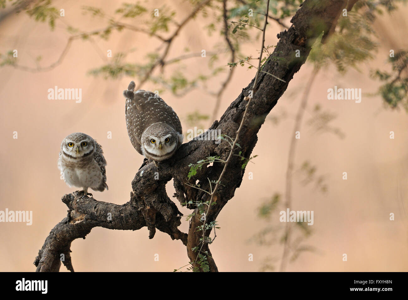 Repéré Owlets (Athene brama), le parc national de Ranthambore, Rajasthan, Inde Banque D'Images