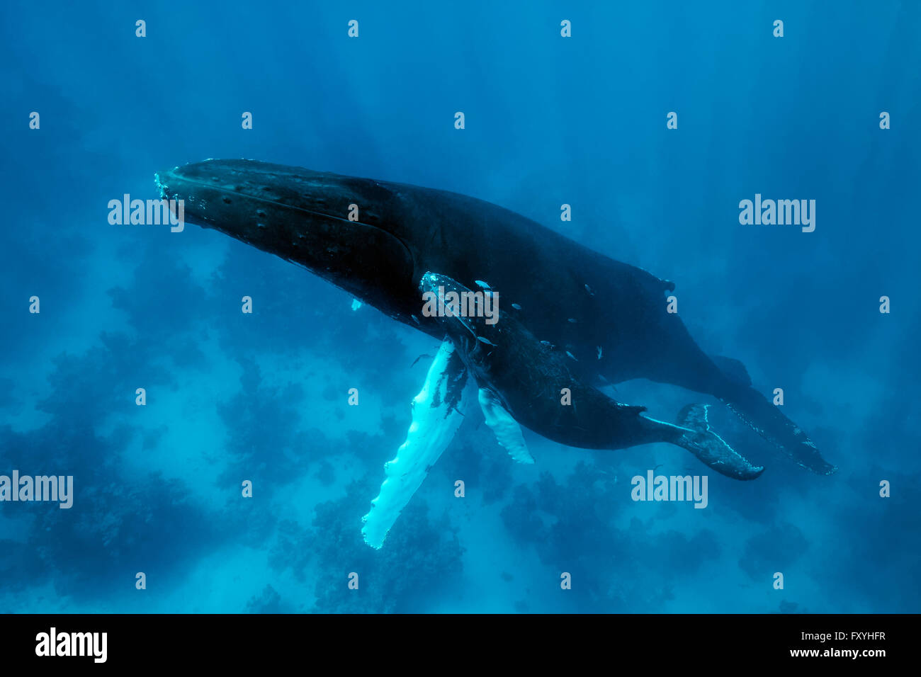 Baleine à bosse (Megaptera novaeangliae), femme, vache, veau, avec les jeunes, sur les récifs coralliens, Silver Bank, d'argent et de Navidad Bank Banque D'Images