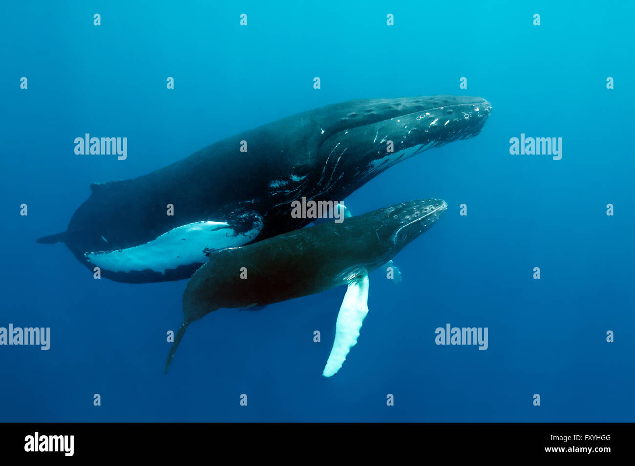 Baleine à bosse (Megaptera novaeangliae), femme, la vache, avec les jeunes, veaux, nage dans la mer ouverte, Silver Bank, d'argent et de Navidad Banque D'Images