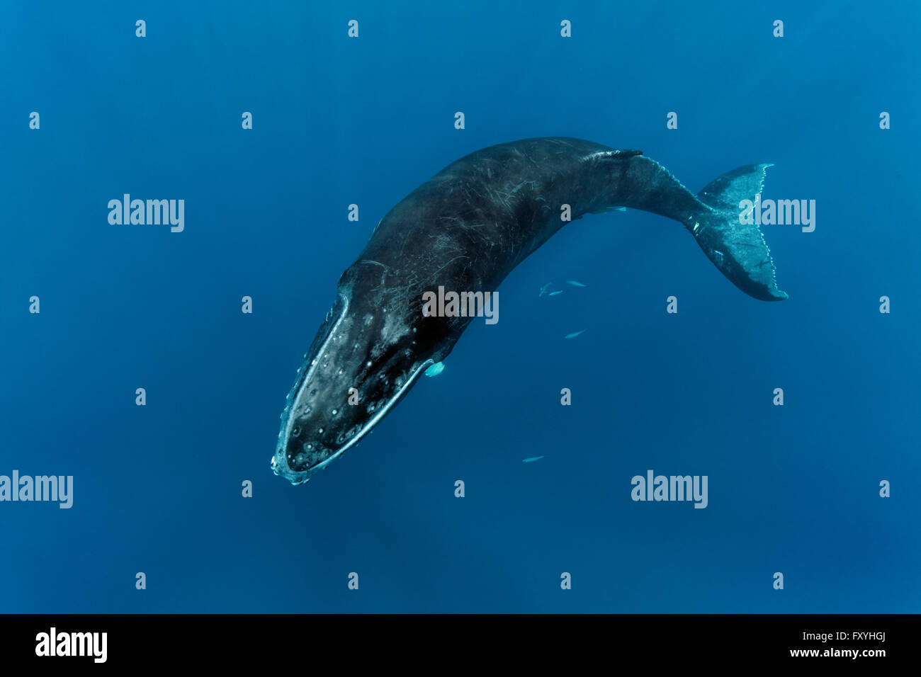 Baleine à bosse (Megaptera novaeangliae), les jeunes, veaux, en mer ouverte, Silver Bank, d'argent et de Navidad Bank Sanctuary Banque D'Images