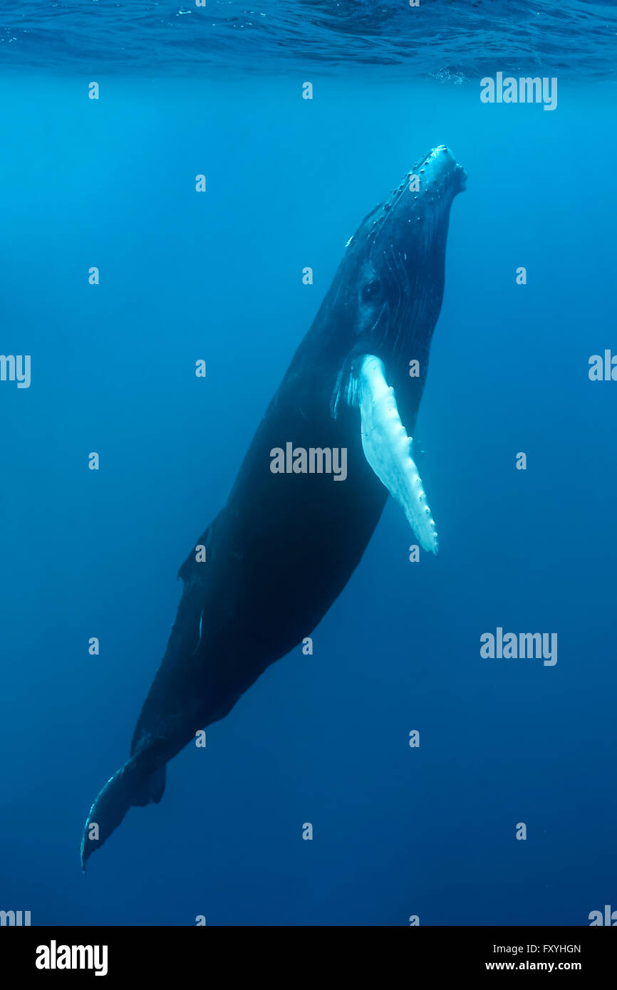 Baleine à bosse (Megaptera novaeangliae), les jeunes, veaux, en mer ouverte, Silver Bank, d'argent et de Navidad Bank Sanctuary Banque D'Images