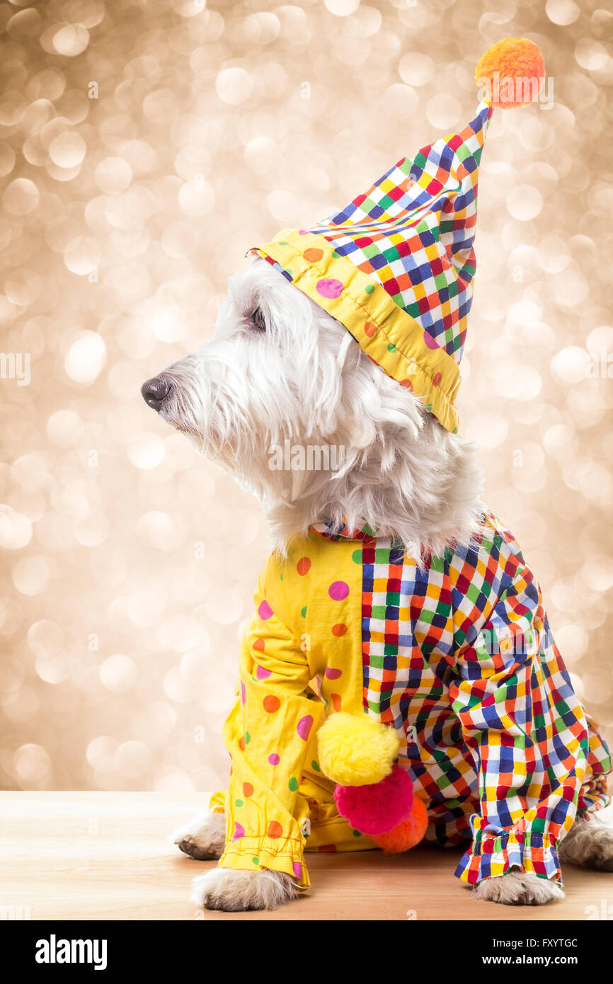 Petit chien blanc, un westie, habillé dans un costume clown avec sparkle background. Banque D'Images