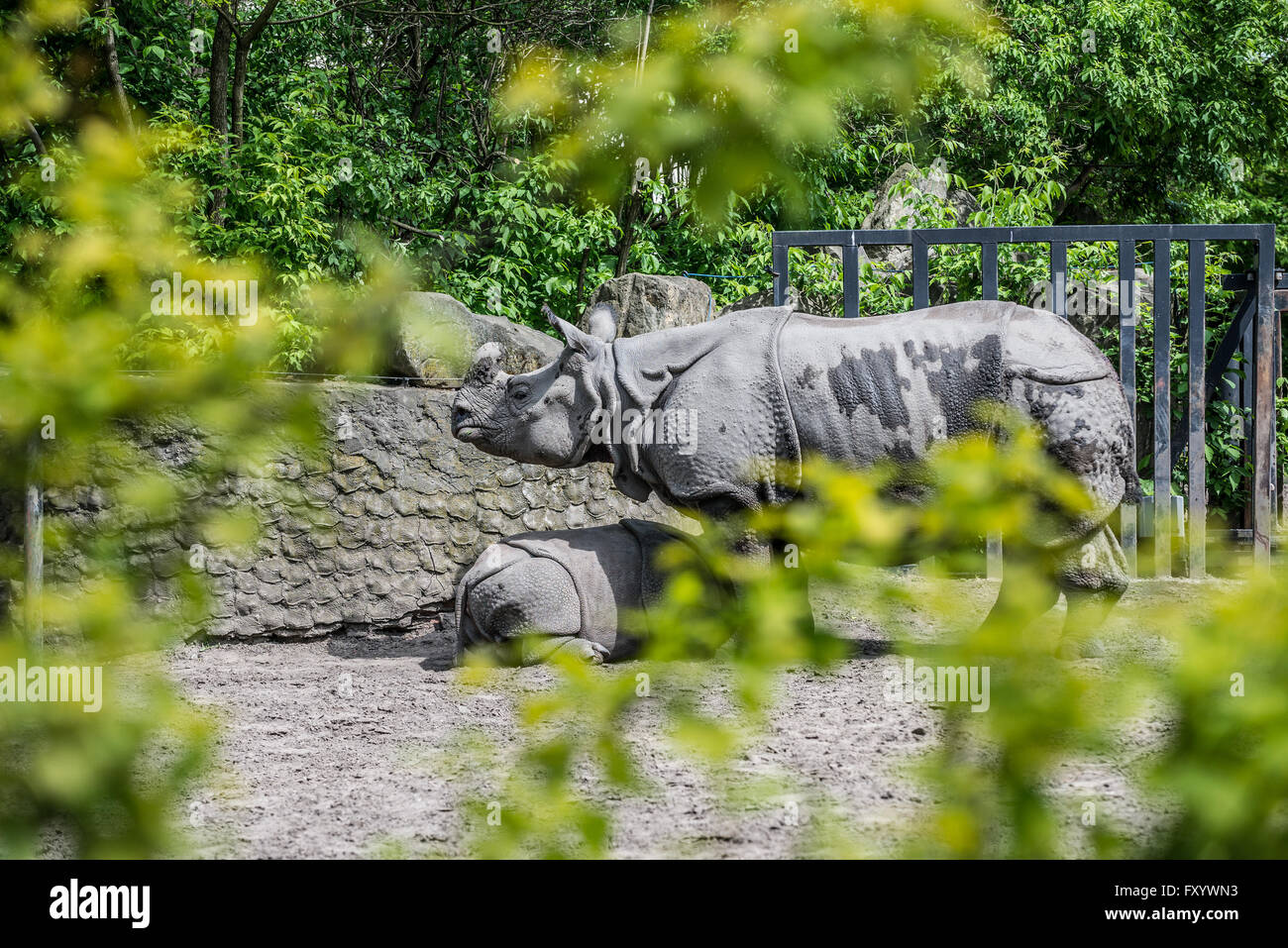 Le rhinocéros indien (Rhinoceros unicornis) à Varsovie, Pologne Le jardin zoologique Banque D'Images
