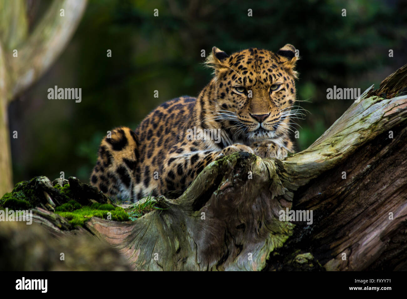 Amur Leopard (Panthera pardus orientalis) situé le long d'un log Banque D'Images