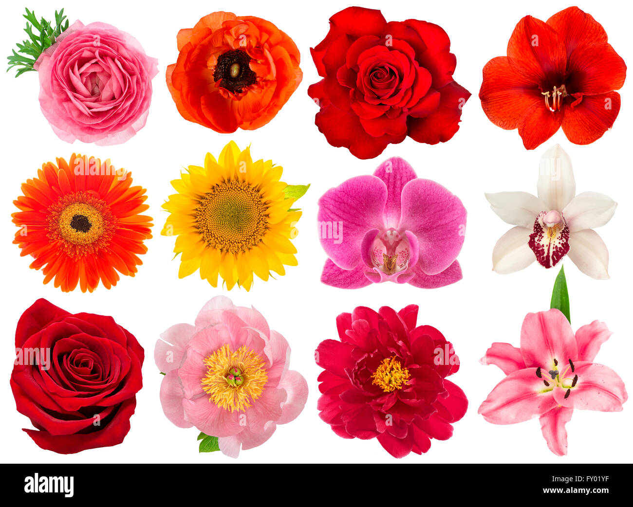 Fleur simple tête. Rose, pivoine, orchidée, tournesol, amaryllis, Gerber, renoncules, anémones isolé sur fond blanc Banque D'Images