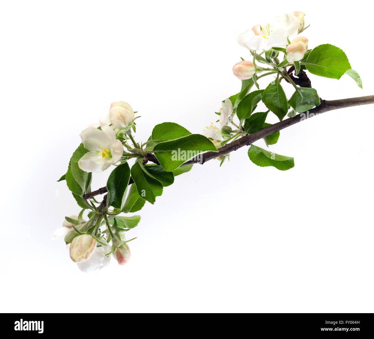 Apple blanc direction fleurs isolé sur fond blanc Banque D'Images