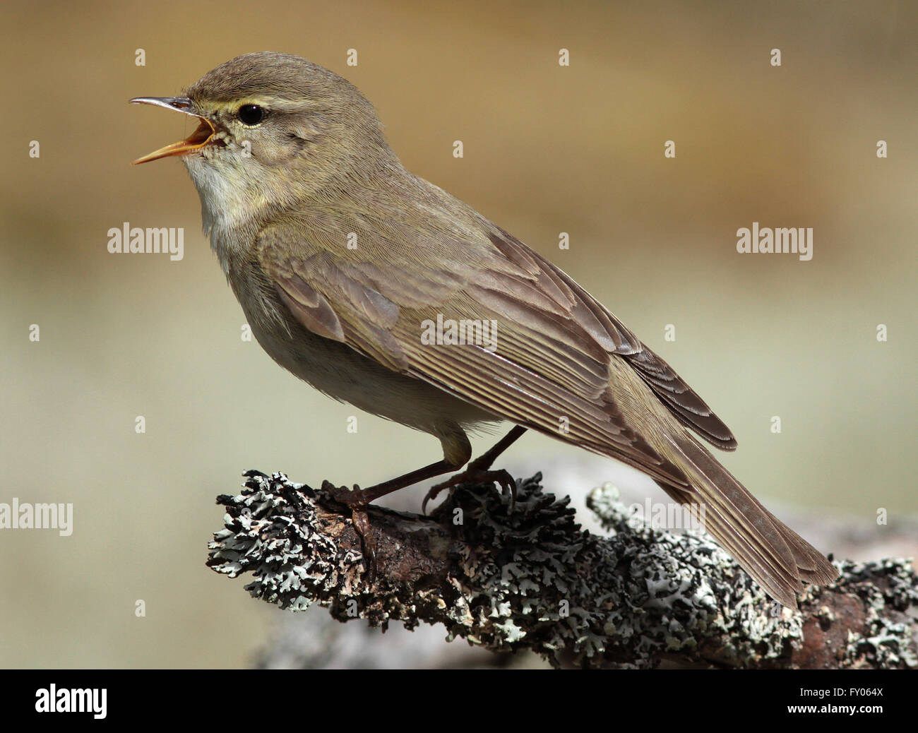 Saule, Phylloscopus trochilus, chantant d'une branche Banque D'Images