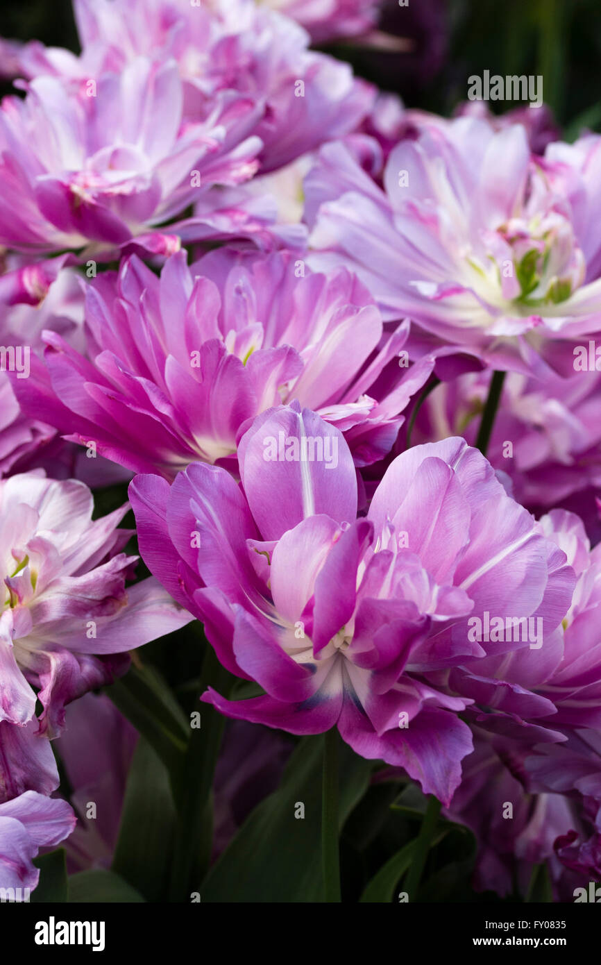 Fleurs de la doublé en début de tulipe, Tulipa 'Blue Spectacle' Banque D'Images