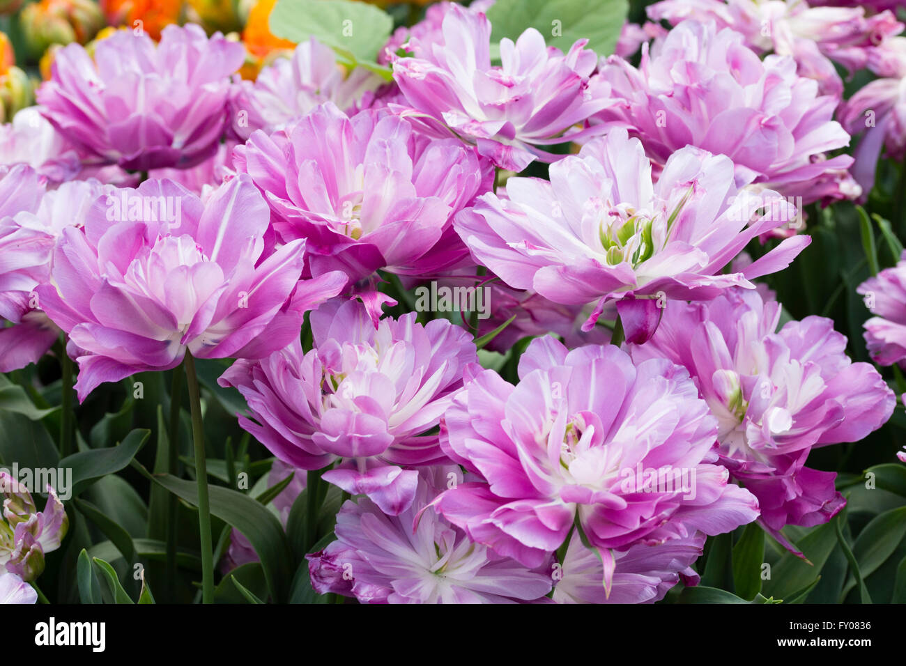 Fleurs de la doublé en début de tulipe, Tulipa 'Blue Spectacle' Banque D'Images