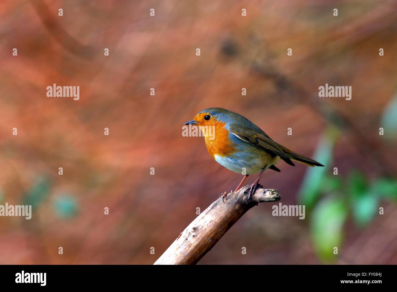 Un merle perché avec un fond coloré de l'automne. Banque D'Images