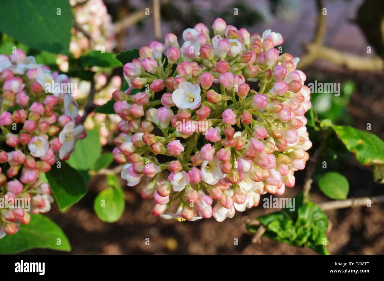 Fleur Blanc Et Rose Boules De Viburnum Parfumé En Fleur