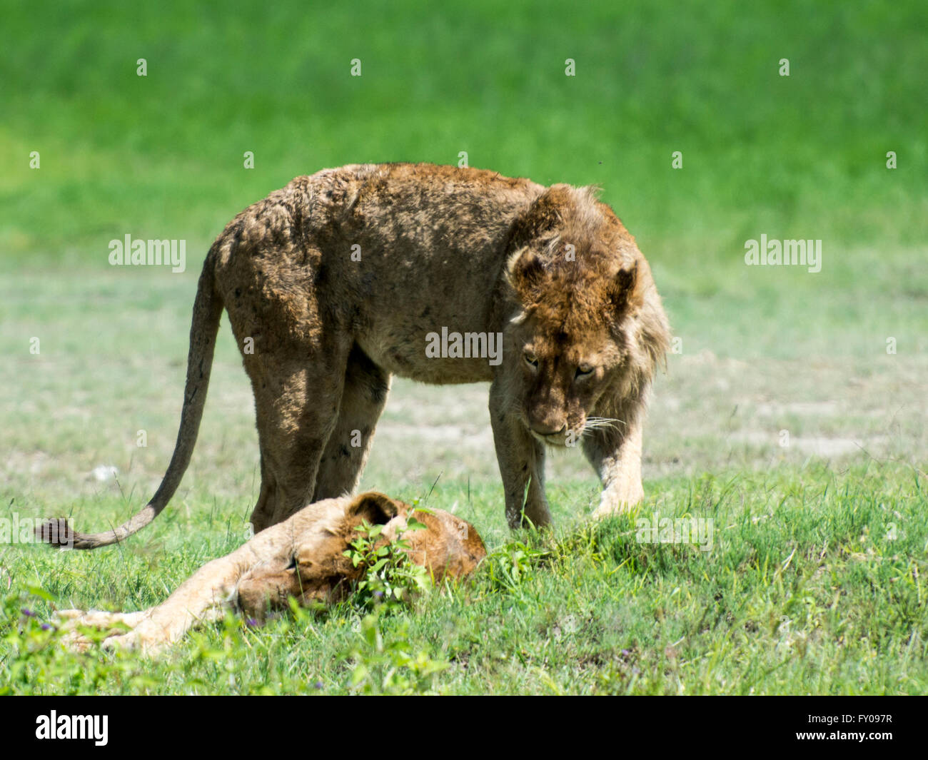 Les Lions à Ngorongoro avec peau malsaine. Au cours des dernières années, les lions à Ngorongoro a montré des signes de maladie. Banque D'Images