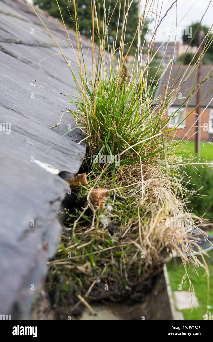 Grand amas de croissance de l'herbe dans la gouttière de pluie d'une maison au Royaume-Uni, le blocage de la voie d'eau, susceptible d'entraîner des problèmes d'humidité Banque D'Images