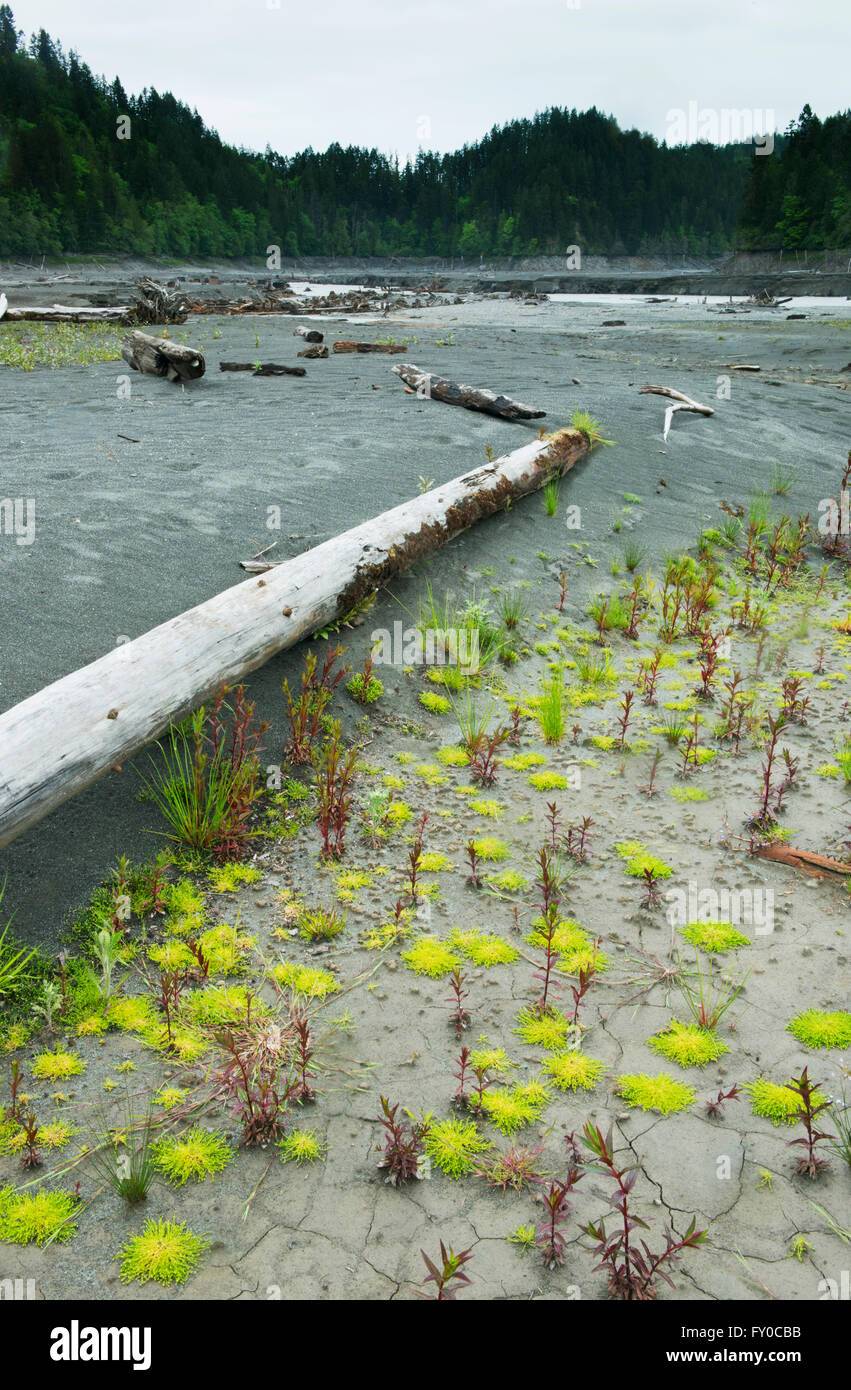 La récupération des plants après l'enlèvement du barrage, la rivière Elwha, Washington, la Péninsule Olympique Banque D'Images