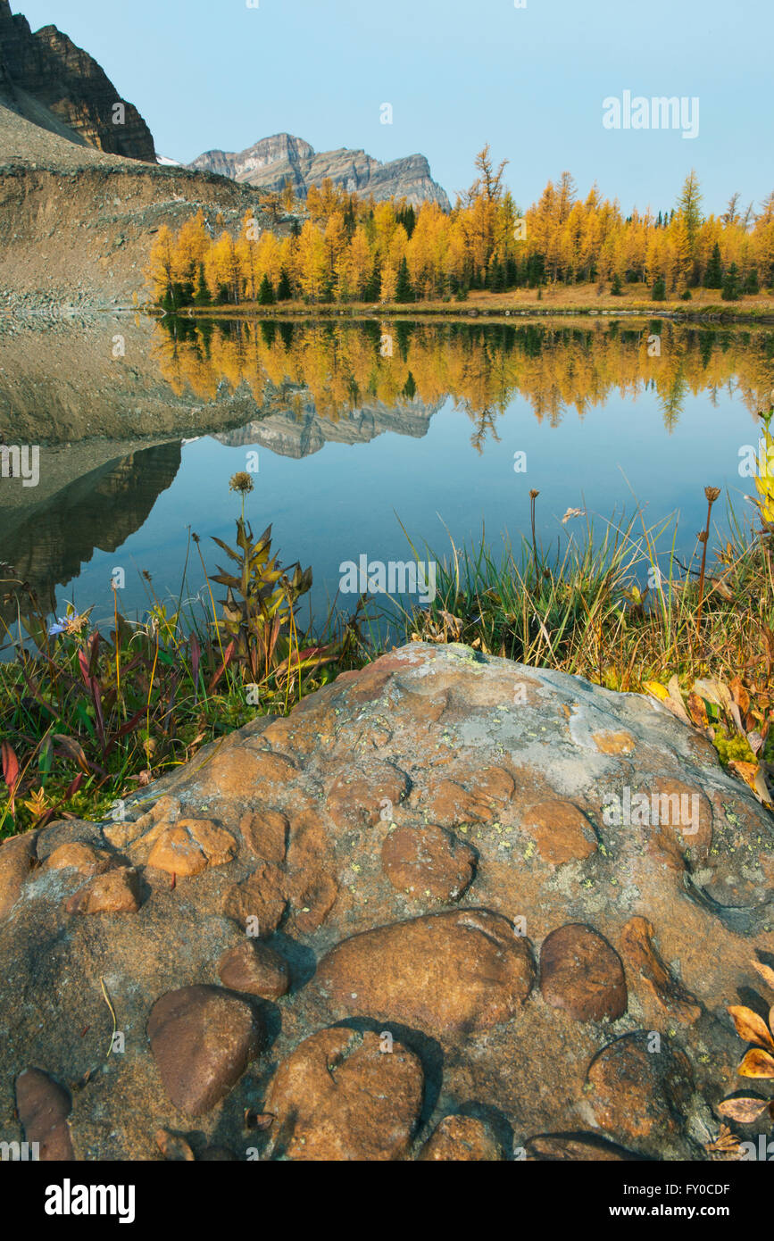 Roche de conglomérat et de l'automne, mélèzes, Gog Lake, Mt. Rivière Assiniboine Provincial Park, British Columbia, Canada Septembre Banque D'Images