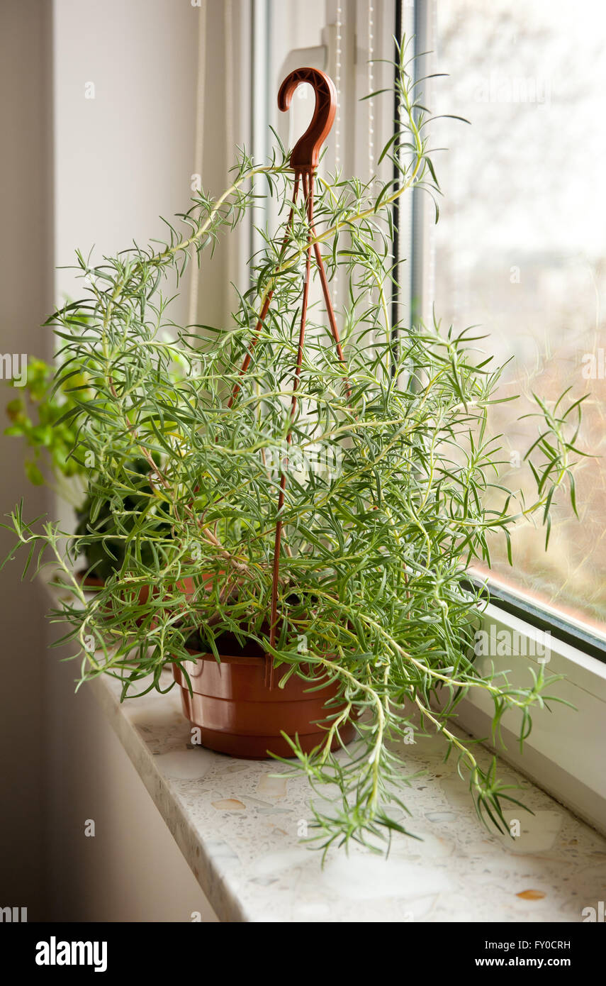 Romarin plante arbustive croissant prospèrent on windowsill, Rosmarinus officinalis frais parfumé aux herbes culinaires evergreen cultiver buissonnante Banque D'Images