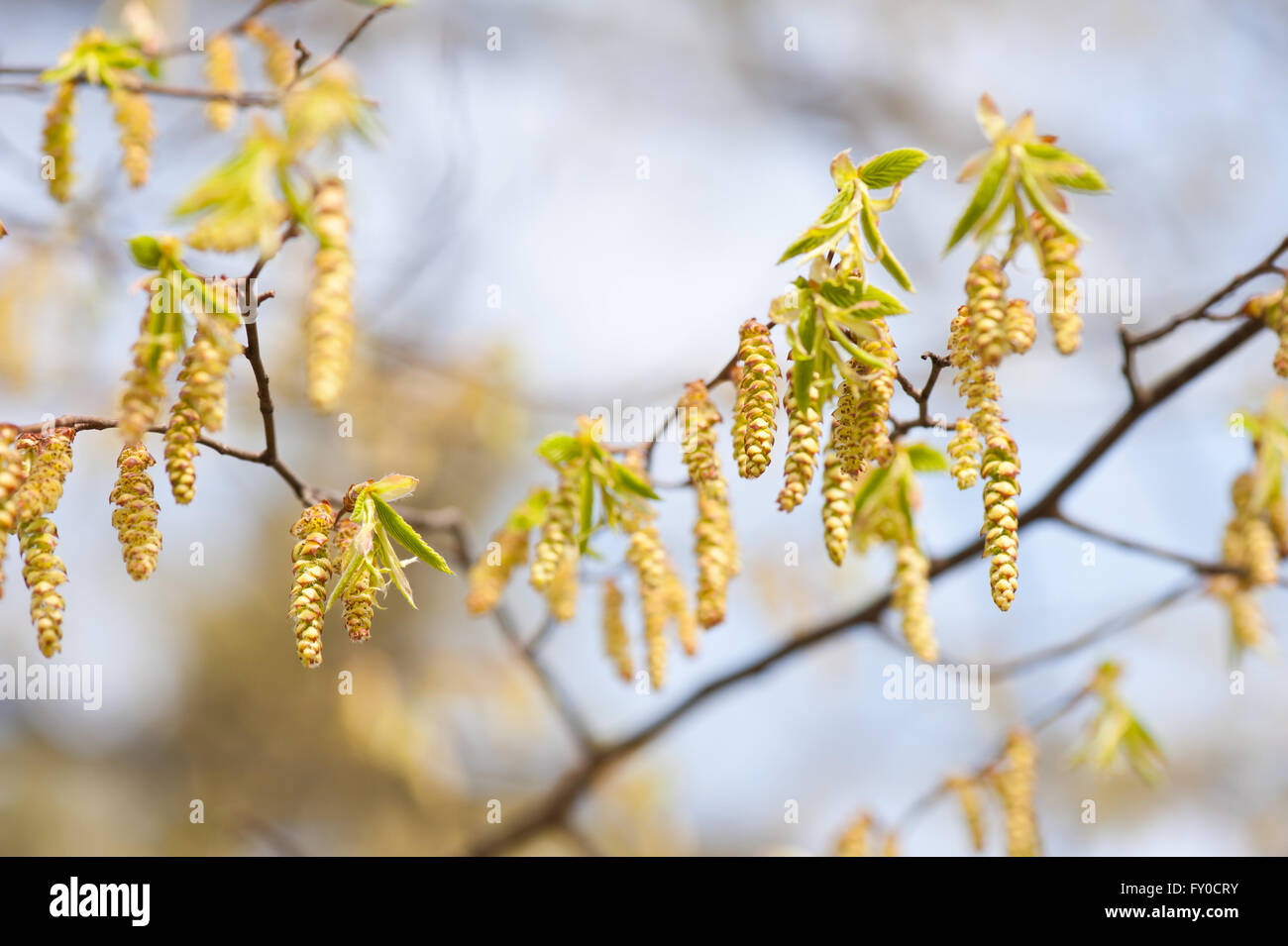 Les chatons de charme fleuri macro, les jeunes inflorescences retombantes, fleurs frais nature détail Carpinus betulus arbre libre. Banque D'Images