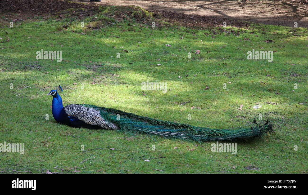 Peacock, paons indiens (Pavo cristatus), Forstbotanischer Garten Köln Banque D'Images