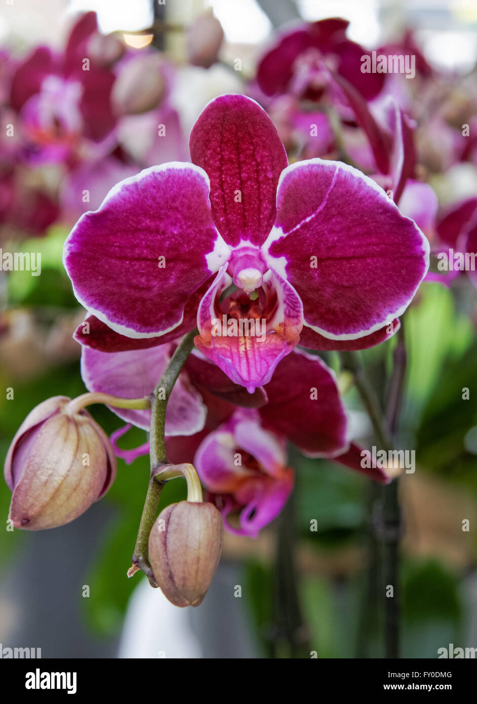 Gros plan sur les fleurs d'orchidées de Claret Banque D'Images