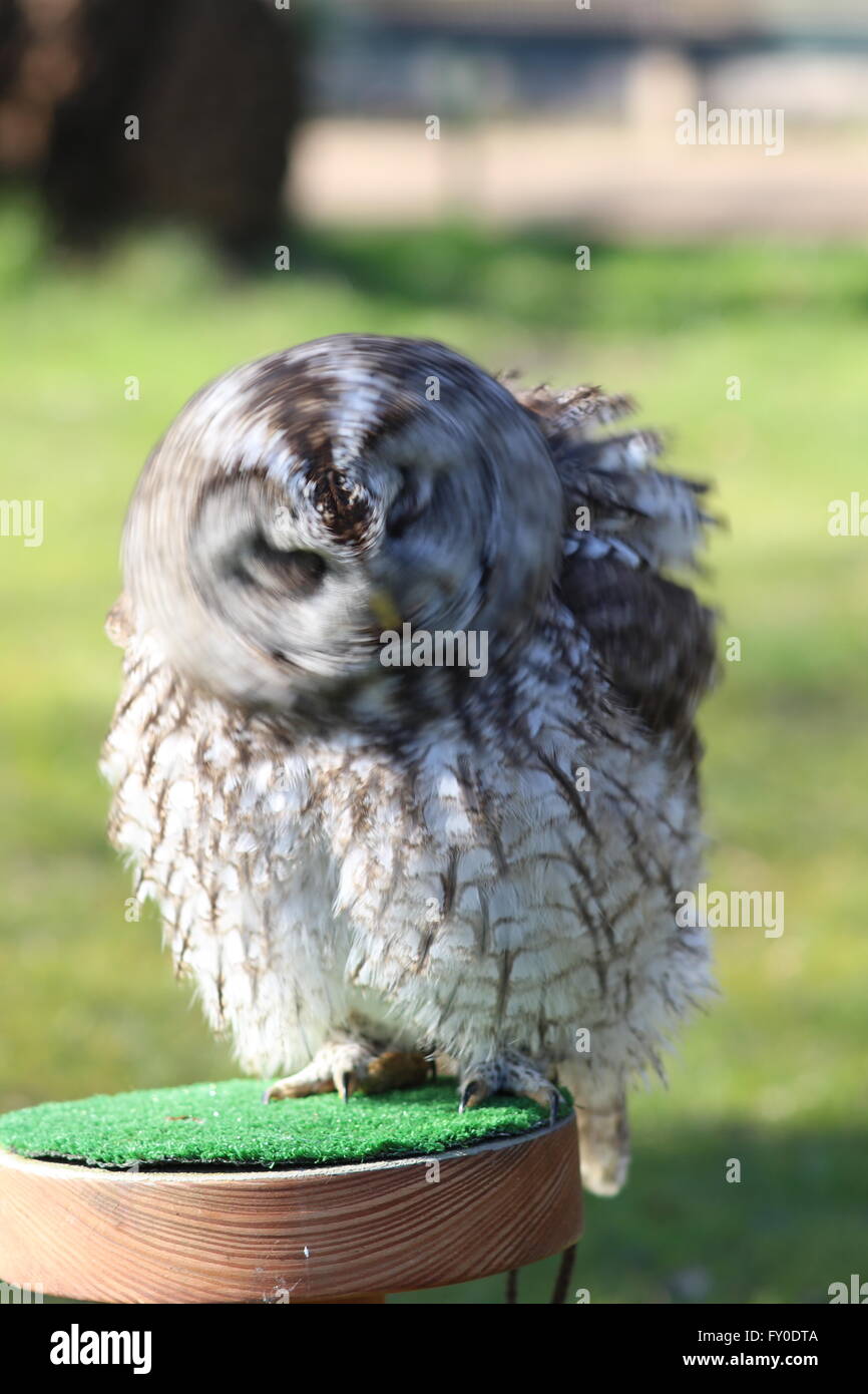 Tawny owl (Strix Aluco enr) secouer violemment, Greifvogelstation Gut Leidenhausen, Cologne Porz, NRW, Allemagne, gardées en captivité Banque D'Images