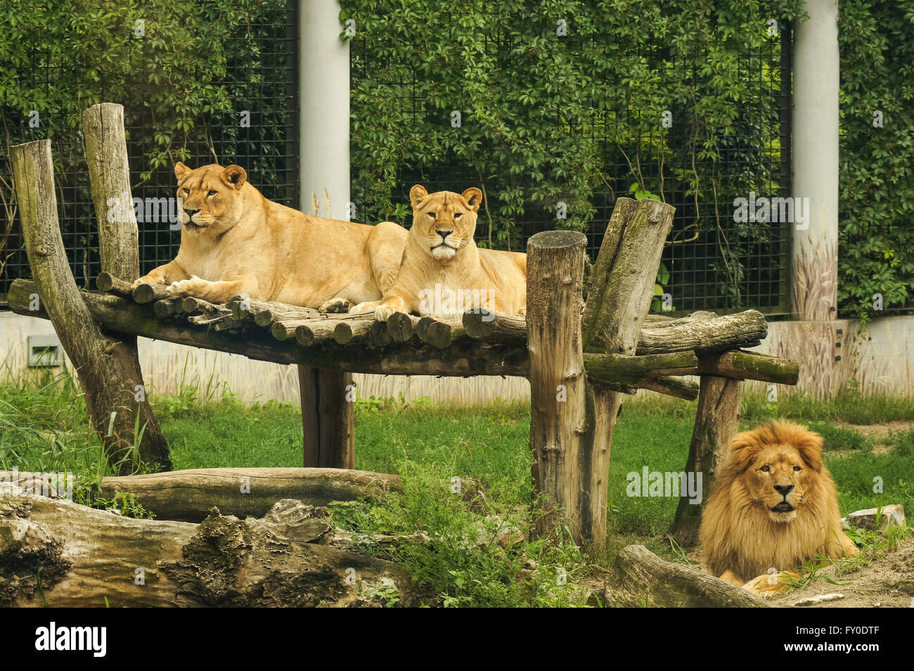 Les Lions au Zoo, Plock Pologne Banque D'Images