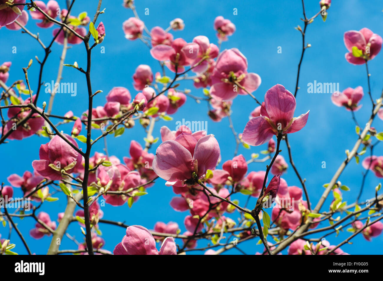 Vue rapprochée de la floraison mauve au printemps magnolia Botanical garden Banque D'Images