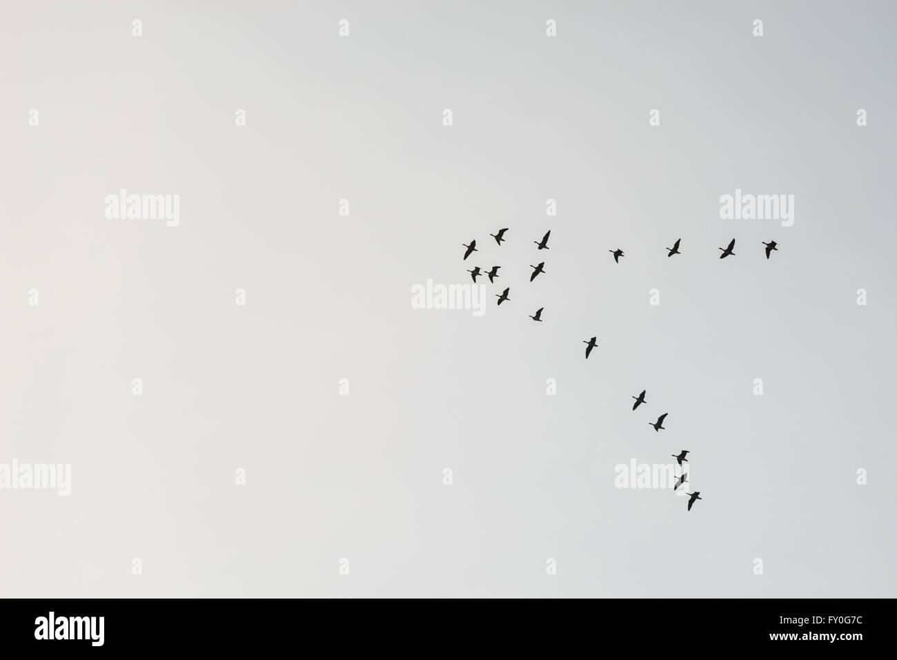 Troupeau d'oiseaux migrateurs silhouette contre le ciel Banque D'Images