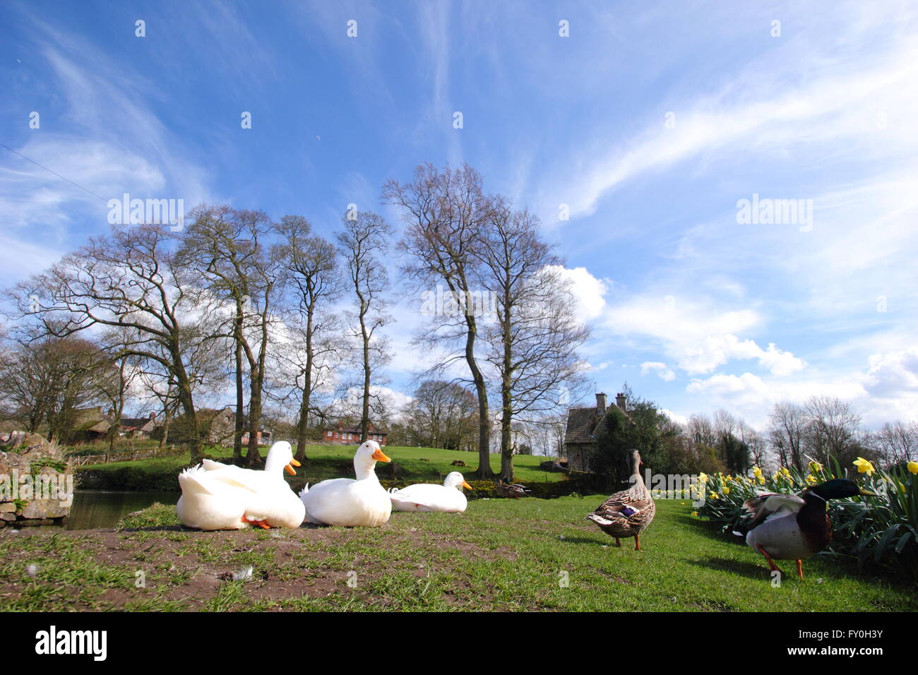 Les canards et les jonquilles par l'étang du village de Tissington, parc national de Peak District, Derbyshire UK - printemps Banque D'Images