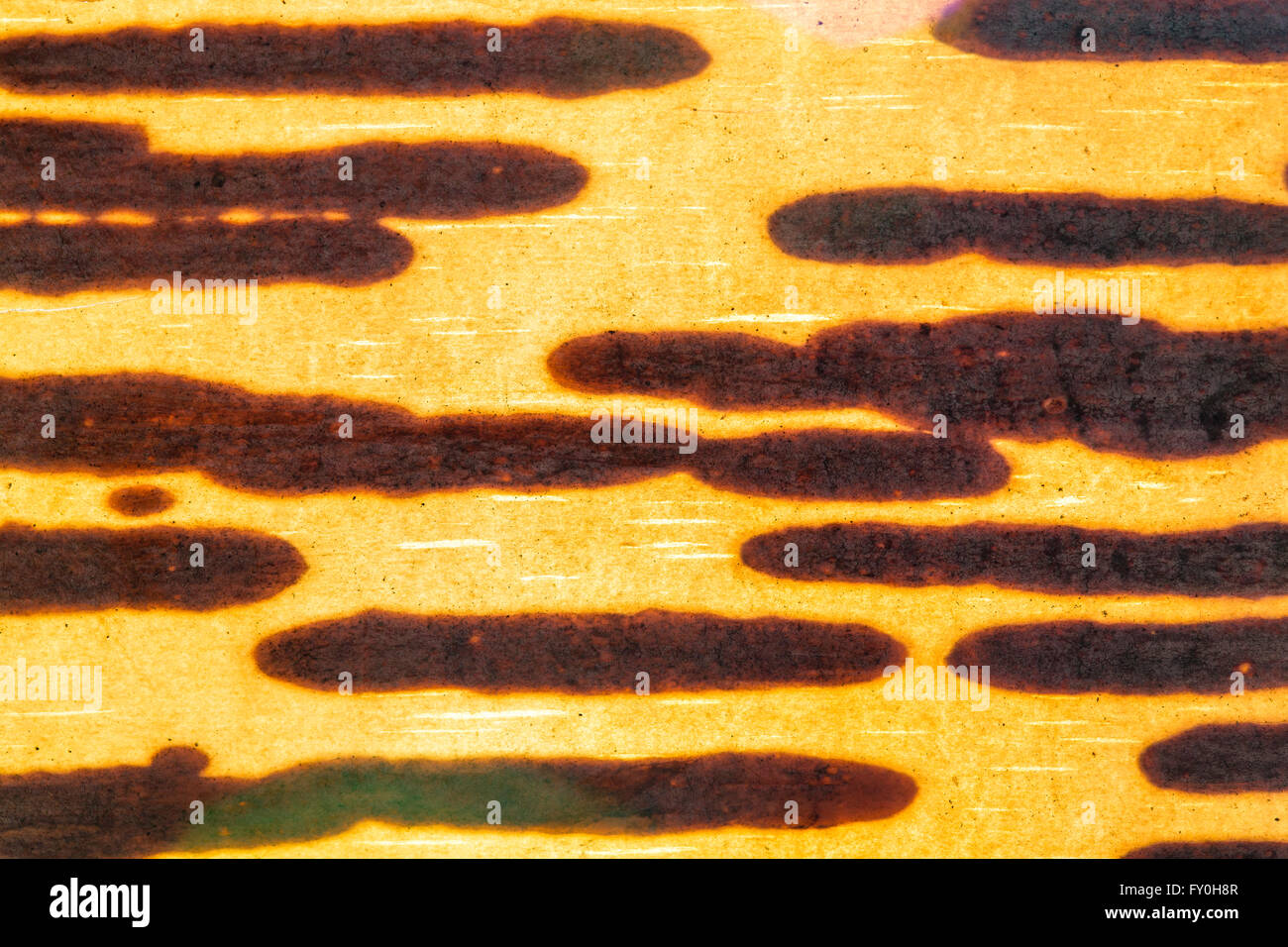 Close up de papier rétroéclairé écorce mince par le soleil. Banque D'Images