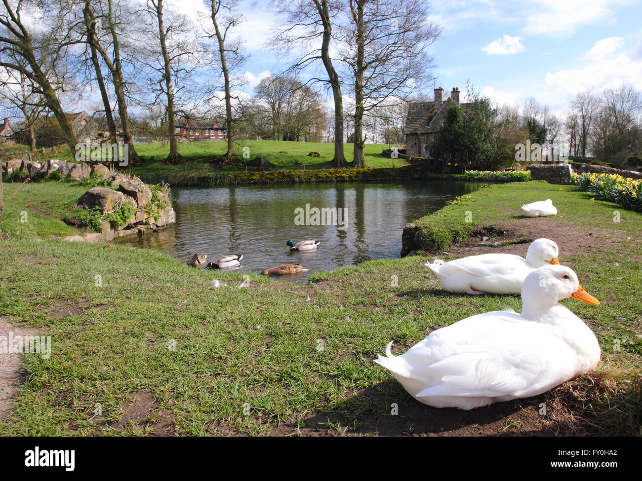 Les canards et les jonquilles par l'étang du village de Tissington, un joli village dans le parc national de Peak District Derbyshire UK-printemps Banque D'Images