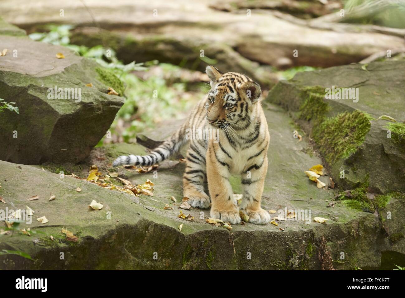 Tigre de l’amour Banque D'Images