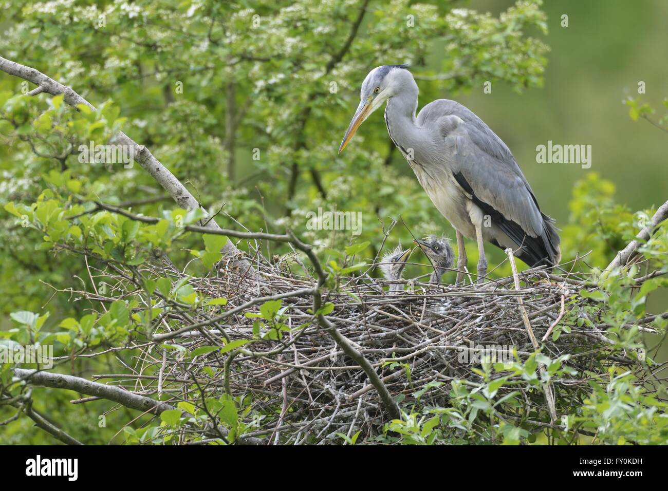 Bebe Heron Banque D Image Et Photos Alamy